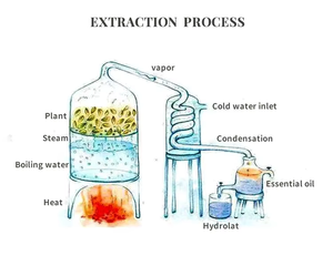 Huile Capillaire Stimulante Croissance Cheveux au Romarin 100% Naturelle 120ml Format Géant Marque Privée pour Soins Capillaires, Traitement Chute et Soins du Cuir Chevelu - Product Image 6