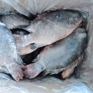 Vente en gros de poisson <span class=keywords><strong>Tilapia</strong></span>, <span class=keywords><strong>Tilapia</strong></span> <span class=keywords><strong>du</strong></span> <span class=keywords><strong>Nil</strong></span> entier congelé, <span class=keywords><strong>Tilapia</strong></span> noir - Product Image 2