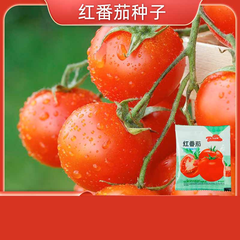 9# Tomate rouge