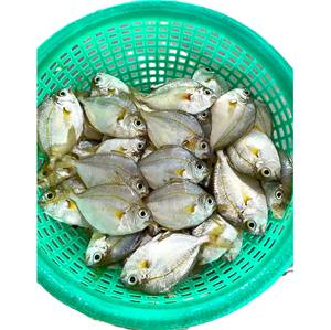 ปลาโพนี่แช่แข็งคุณภาพสูง ราคาแข่งขัน บรรจุภัณฑ์สุญญากาศ BQF อาหารทะเล อายุการเก็บรักษา 24 เดือน ขายส่ง ผู้จัดจำหน่ายจากเวียดนาม - Product Image 6