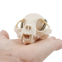 Crâne de chat modèle biologie Mini taille crâne de chat anatomie Animal scientifique os outil d'enseignement équipement éducatif