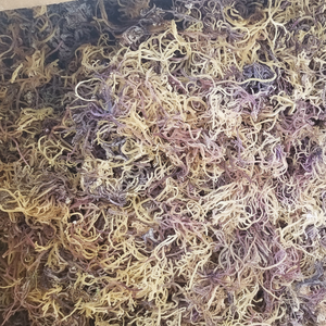 ต้นมอสจากทะเลแห้ง Eucheuma cottonii สาหร่ายดิบไอริชสีม่วงทองธรรมชาติธรรมชาติผลิตในเวียดนามส่งออกจำนวนมาก - Product Image 1