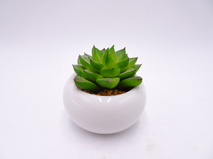 <span class=keywords><strong>Giardino</strong></span> di casa desktop decor mini <span class=keywords><strong>piante</strong></span> <span class=keywords><strong>grasse</strong></span> succulente <span class=keywords><strong>in</strong></span> <span class=keywords><strong>vaso</strong></span> artificiale con la Simulazione di carne bacino di ceramica - Product Image 3