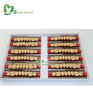 Dents dentaires en résine acrylique pour prothèses dentaires Dent à deux couches - Product Image 6