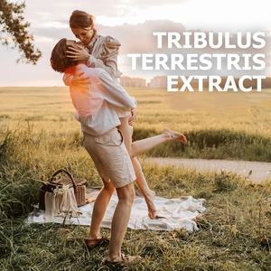 天然有機トリブルステレストリス果実エキスPE 45% サポニンバルクトリブルステレストリスエキス粉末 - Product Image 5