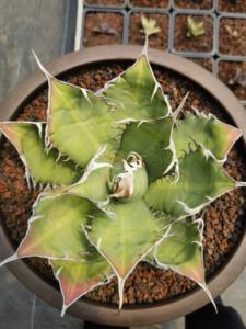 Plantas Suculentas Artificiales <span class=keywords><strong>Echeveria</strong></span> <span class=keywords><strong>Paso</strong></span> <span class=keywords><strong>Doble</strong></span> al por Mayor - Product Image 6