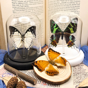 Các loại khác nhau của bướm mẫu vật sinh học giảng dạy thực bướm khô bướm mẫu - Product Image 3