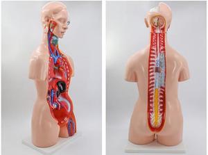 Modello Anatomico <span class=keywords><strong>di</strong></span> Torso Umano Unisex 85cm, 23 Parti, per Scienza Medica ed <span class=keywords><strong>Educazione</strong></span> - Product Image 5