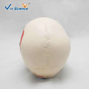 Simulation pédagogique : modèle de crâne naturel à l'échelle 1:1 avec coloration musculaire ; anatomie du crâne ; crâne simulé. - Product Image 3