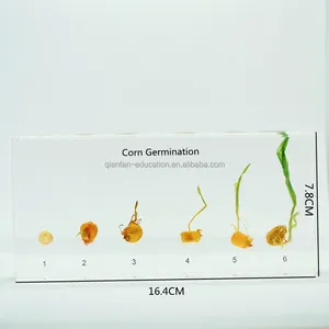 Education Supplies Corn Germination Plant Plastomount