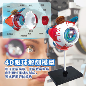 Modèle d'anatomie de l'œil 4D Tengxin, jouet éducatif détachable à monter soi-même pour adolescents, enseignement des sciences médicales - Product Image 5
