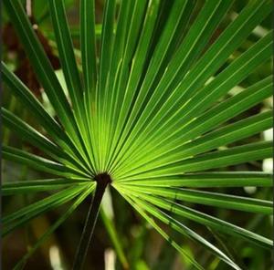 Abd ab depo toplu yüksek kaliteli doğal saf <span class=keywords><strong>Palmetto</strong></span> tozu gördüm - Product Image 3