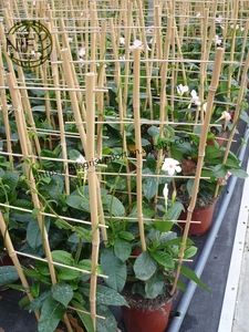 <span class=keywords><strong>NIF</strong></span> Venta caliente mejor calidad escalera de bambú orquídea enrejado para plantas pequeñas - Product Image 5