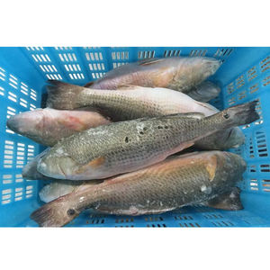 سمك التونة الحمراء المجمدة بسعر منخفض، سعر الكيلوغرام للسمك الكامل، تجارة المأكولات البحرية في السوق - Product Image 2