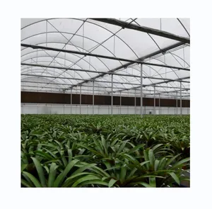 Commercial Multi-span Film Greenhouse With Galvanized Steel Frame And PO Film Greenhouse Farming Price