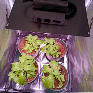 L'agriculture verticale élèvent des lumières fabricant <span class=keywords><strong>Koray</strong></span> g1000 2024New led élèvent la lumière à l'intérieur 100W 200W 400W OEM/ODM led lumière à l'intérieur - Product Image 3