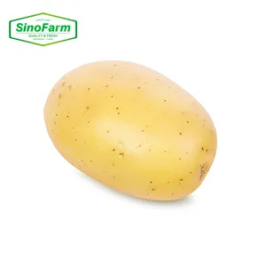 来自中国优质出口的新作物荷兰黄色新鲜马铃薯甘薯
