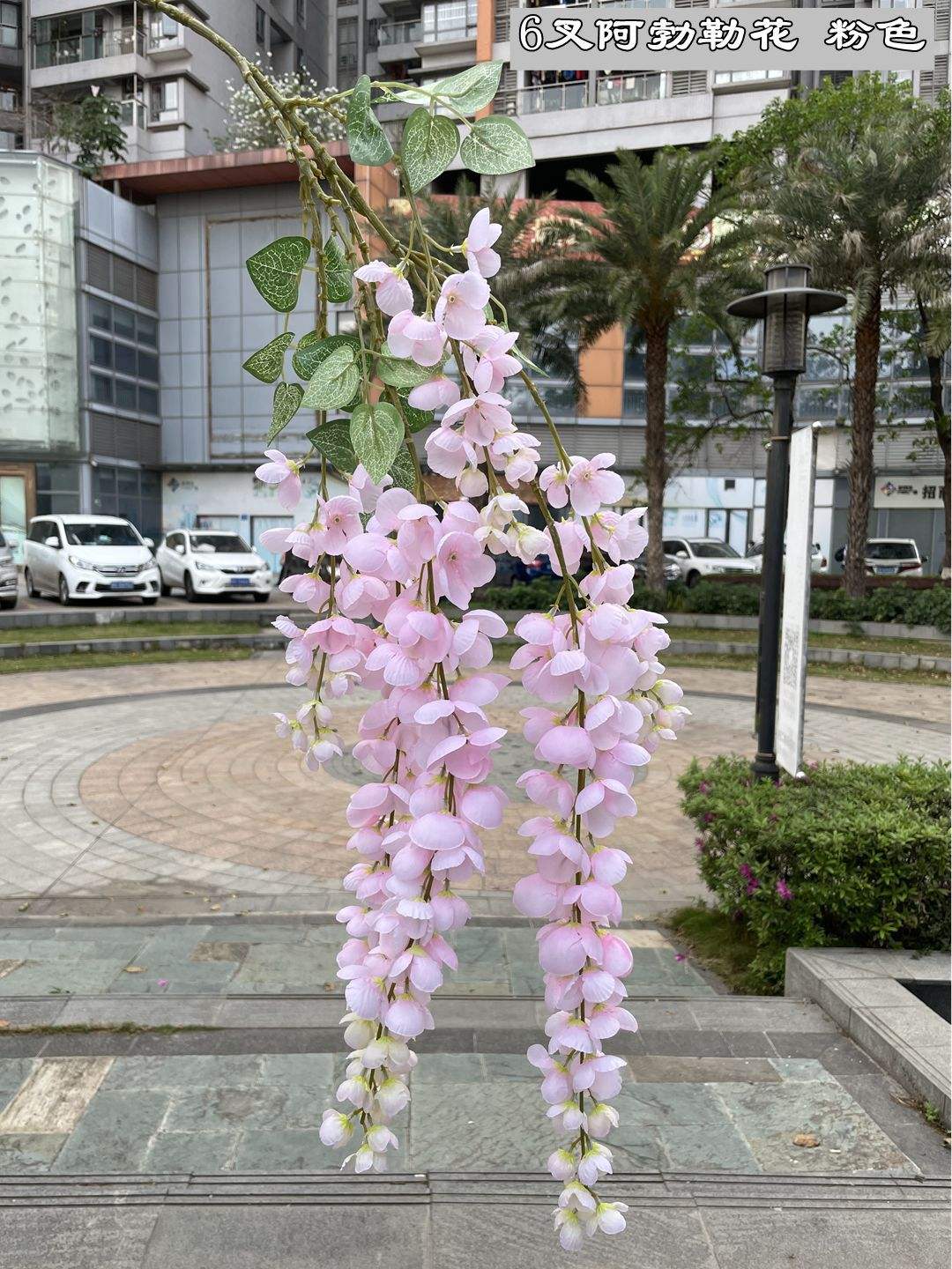 Vite glicine viola chiaro