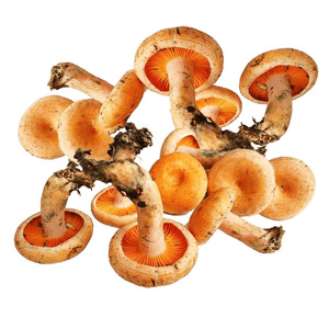 Setas <span class=keywords><strong>comestibles</strong></span> salvajes Lactarius deliciosus, <span class=keywords><strong>Agaricus</strong></span> deliciosus para alimentos - Product Image 5
