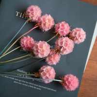 Pods Scabiosa diawetkan besar | Kepala Scabiosa kering untuk tatanan bunga, dekorasi tengah meja pernikahan