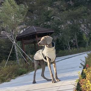 Chaqueta para perro grande personalizada, ropa de marca de lujo, moda para exteriores, efecto reflectante, diseñador, gato, impermeable, plateado, abrigo para mascotas - Product Image 1