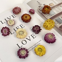 Fleurs de Helichrysum séchées naturelles multicolores en gros pour matériaux de bricolage, décoration de mariage, maison, fête et festival