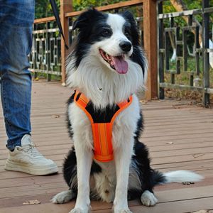 Arnés Luminoso LED para Perro, Estilo Chaleco, Recargable, para Paseos Nocturnos, Talla Mediana, Naranja, Azul, Negro, Morado, Marrón - Product Image 3