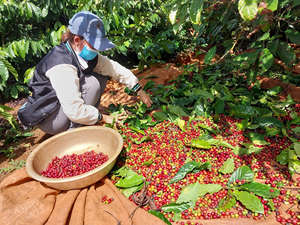 Vietnam Robusta Green Coffee <b>Beans</b> Size 16 AA+ Clean Over 90% Ripeness Bulk 60kg PP <b>Bags</b> Factory Supply - Product Image 2