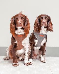 Hochwertiges, individuelles, privat gestaltetes, verstellbares, gepolstertes <span class=keywords><strong>Tweed</strong></span>-Hunde geschirr - Product Image 4