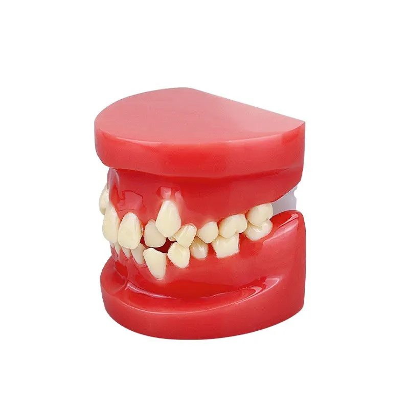 Basic orthodontic tooth model Full Mouth Teeth Removable Oral Model Soft Gum Model With 28 Teeth