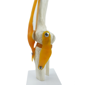 Con người sống động cuộc sống-kích thước bộ xương nhân tạo đầu gối xương khớp Mô hình giải phẫu - Product Image 2