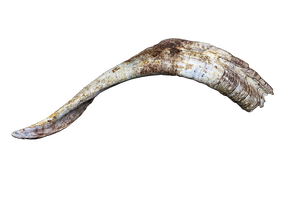 Bocina de cabra para masticar comida de perro, producto natural de la mejor calidad del agua, precio barato, a la venta, hecho a precio bajo - Product Image 2