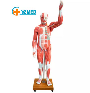 thumbnail image 2 of Interactive Human Body Fully Anatomy Figure Human Body Model For Kids Anatomy Kit Removable Muscles Organs And Bones Stem Kids Anatomy Toy 2 of 13