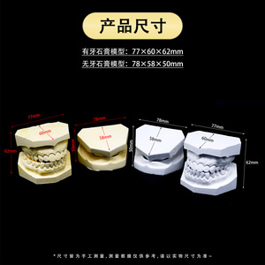 Modelos de yeso dental para mandíbula superior e inferior, modelos de cavidad oral para enseñanza, para uso adulto. - Product Image 4