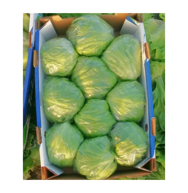 エジプトからの販売のための2022年のベストセラーと高品質の100% 天然の新鮮な氷山の新鮮な葉の野菜を輸出