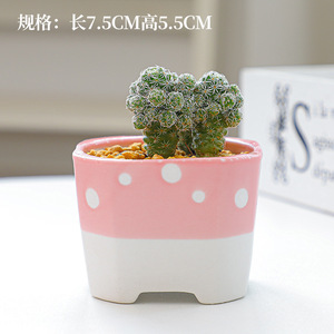 Chậu Hoa Mọng Nước Màu Hồng Dễ Thương Kết Hợp Hình Vuông Và Tròn Làm Vườn Thịt Xương Rồng Tươi Nhỏ Bằng Gốm Sứ - Product Image 6