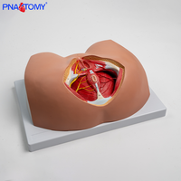 Modelo Anatómico del Perineo Femenino, Pelvis, Vulva, Triángulo Genital, Ano, Sistema Reproductivo