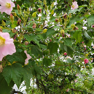 Vente de Matériaux Herbacés Chinois : <span class=keywords><strong>Feuilles</strong></span> de Rose et d'<span class=keywords><strong>Hibiscus</strong></span> Séchées Brutes - Product Image 3