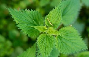Feuilles entières de marrue de ferme cultivée, séchées naturellement, de haute qualité, sans moisissure, à vendre - Product Image 4