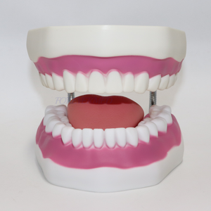 Modello Dentale OEM ODM con Mascella Articolata 32/28 Denti, Modello per Addestramento Odontoiatrico Piccolo e Grande con Spazzolino - Product Image 3
