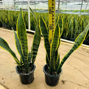 Venta al por Mayor de Bonsái de Orquídea Tigre Natural, Planta Viva de Sansevieria (Planta Serpiente) para Decoración Moderna de Interiores, Hogar y Oficina - Product Image 1