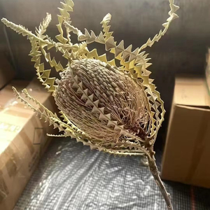 Wholesale 1 Pc Natural Dried Banksia Flowers <strong>Cotton</strong> Type for Home Events Decor &amp; DIY Wedding Mother's Day Arrangements - Product Image 1