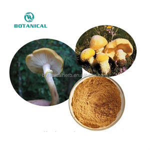 B.C.I suministro mejor precio polisacárido 10%-30% EXTRACTO DE <span class=keywords><strong>Armillaria</strong></span> <span class=keywords><strong>Mellea</strong></span>/<span class=keywords><strong>Armillaria</strong></span> <span class=keywords><strong>Mellea</strong></span> P.E. - Product Image 2