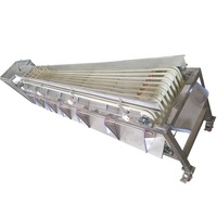 Beste Automatische Groente-en Sorteermachine Data Jujube Datum Palm Sorteren Machine