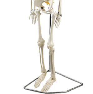 Mannequin en PVC ADA-A105IINF de haute qualité 85 cm modèle d'os humain avec nerfs et colonne vertébrale incurvée matériau de haute qualité - Product Image 4