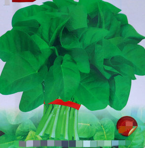 Surtido de Semillas de Hortalizas para Siembra en las Cuatro Estaciones en Maceta Balcón y Patio Cilantro Verduras Rábano Lechuga Cebollino Espinaca - Product Image 3