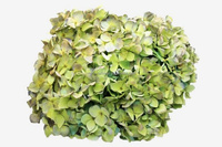 Hortensia séché naturel Anna bicolore dégradé, tige unique, blanchi, fleur éternelle pour décoration de mariage et de maison