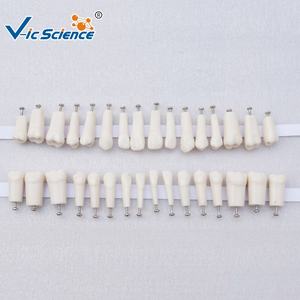 Dents de remplacement pour modèle de typodont, modèle de dents humaines, modèle d'éducation scientifique médicale - Product Image 2