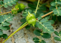 Extrait de fruit de Tribulus Terrestris naturel, approvisionnement direct usine, vente en gros, en vrac, 90% de saponines