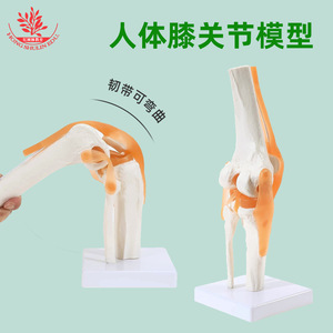 Modèle d'articulation du genou humain FRT029, modèle pédagogique en PVC avec ligaments, structure de l'articulation du genou et du rotule. - Product Image 4